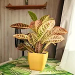 בית נופש Single Fin Conil קוניל דה לה פרונטרה